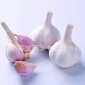 厂家批发 **山东大蒜 红皮蒜 绿色有机蔬菜 大量供应 【图】